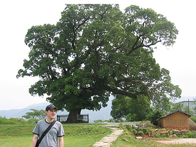 ORION STANDS IN FRONT OF A 2000 YEAR OLD CAMPHOR TREE.